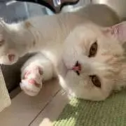 奥子