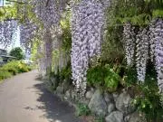 ふうの画像