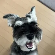 マルモの画像