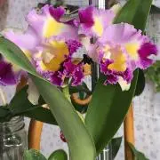 ♪ハーミの画像