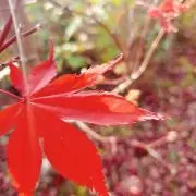 ☆☆の画像