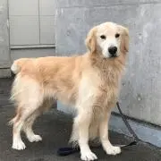 ももの画像