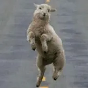 しゅうの画像