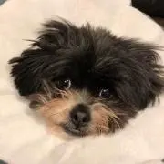 もんちぇり