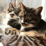 そちゃまるの画像