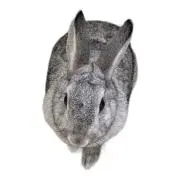 ゴマちゃんの画像