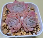 そられな