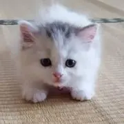pino