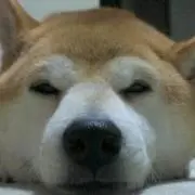 ゆの画像