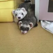 ペトレイ