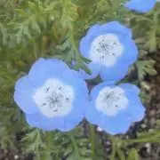 あけの画像