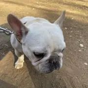 ももの画像