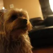 YuukiDog