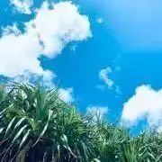青が好き