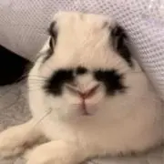 まめこ
