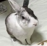 ポコ