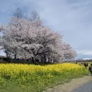 きのぴの画像