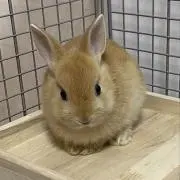 セルポの画像