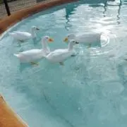 んゆ