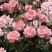 ☆ cosmos ☆の画像