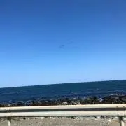 ポチの画像