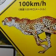 チーターケイジの画像