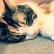 しずの画像