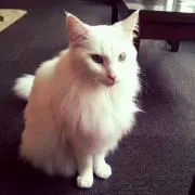 ひまわり
