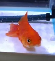 金魚の画像