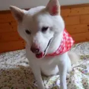 小雪