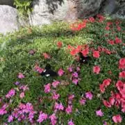 ちょす