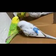 えり☆