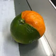 キメラオレンジ