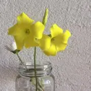 アイアイアイ