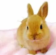 みみ