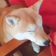 macoの画像
