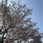 RRRの画像
