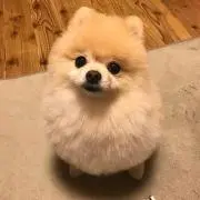 はな