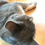 おまめこの画像