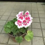 smile-Hirokoの画像