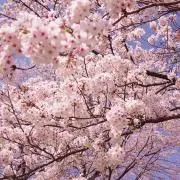 ponzuの画像