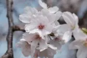 Ikuboox