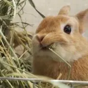うさぽこ。