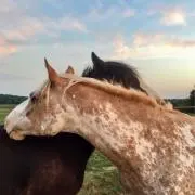 ぴよの画像