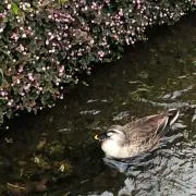 よしみの画像