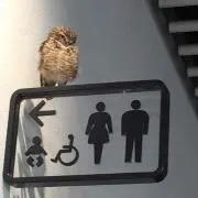 むぎの画像