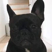 ぶるぶるの画像