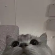 reikaの画像