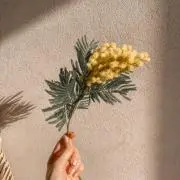 erillyの画像