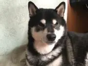 dinokunnの画像